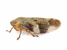 Attēlu rezultāti vaicājumam “Aphrophora alni”