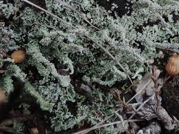 Attēlu rezultāti vaicājumam “Clavaria straminea”