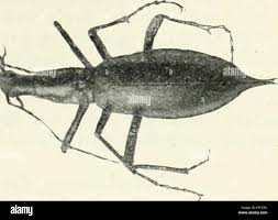 Attēlu rezultāti vaicājumam “Nebria livida”