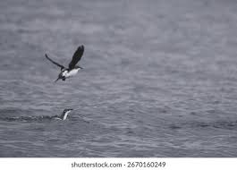 Image result for Brachyramphus perdix