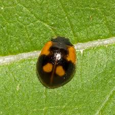 Attēlu rezultāti vaicājumam “Adalia bipunctata”