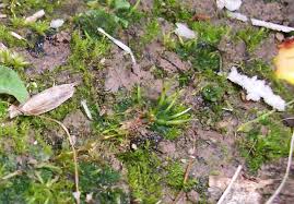 Attēlu rezultāti vaicājumam “Phaeoceros laevis subsp. carolinianus”