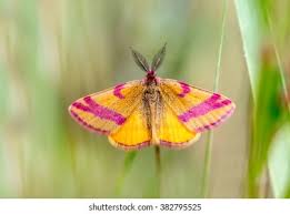 Attēlu rezultāti vaicājumam “Lythria cruentaria”