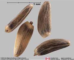 Attēlu rezultāti vaicājumam “Cirsium arvense fruit”