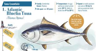 Image result for Thunnus thynnus