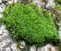 Attēlu rezultāti vaicājumam “Hymenostylium recurvirostrum macro”