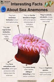 Image result for sea Anemone