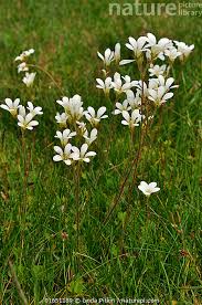 Attēlu rezultāti vaicājumam “Saxifraga granulata”