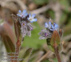 Attēlu rezultāti vaicājumam “Myosotis stricta”