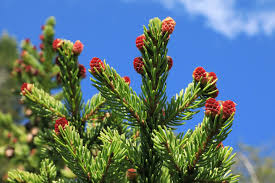 Attēlu rezultāti vaicājumam “Collaria rubens”