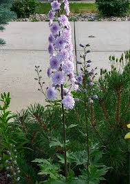 Attēlu rezultāti vaicājumam “Delphinium elatum  bud”