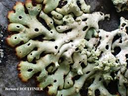 Attēlu rezultāti vaicājumam “Menegazzia terebrata”