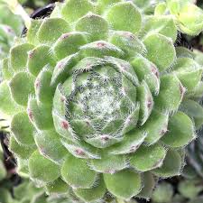 Attēlu rezultāti vaicājumam “Sedum sexangulare leaf”