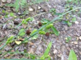 Attēlu rezultāti vaicājumam “Carex viridula fruit”