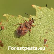 Attēlu rezultāti vaicājumam “Kleidocerys resedae”