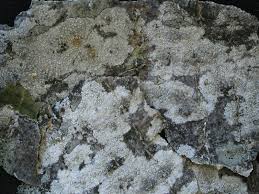 Attēlu rezultāti vaicājumam “Lecanora carpinea”