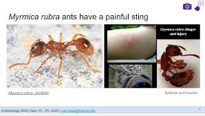 Attēlu rezultāti vaicājumam “Myrmica rubra”