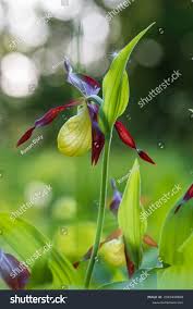 Attēlu rezultāti vaicājumam “Cypripedium calceolus flower”