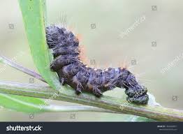 Attēlu rezultāti vaicājumam “Acronicta auricoma larva”