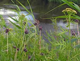 Attēlu rezultāti vaicājumam “Oenothera rubricauli”