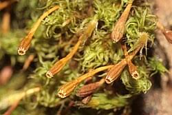 Attēlu rezultāti vaicājumam “Ulota crispa sporophyte”
