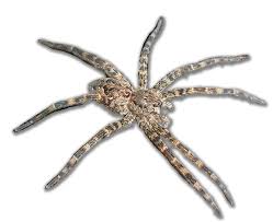 Attēlu rezultāti vaicājumam “Arachnida”