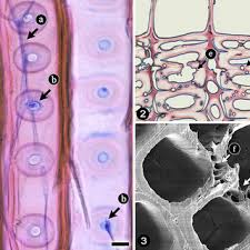 Attēlu rezultāti vaicājumam “Physisporinus vitreus”
