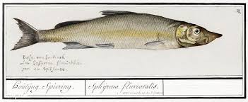 Image result for Coregonus oxyrinchus