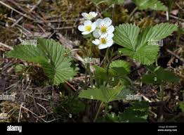 Attēlu rezultāti vaicājumam “Fragaria moschata flower”
