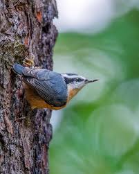 Image result for Sitta canadensis