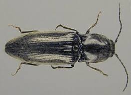 Attēlu rezultāti vaicājumam “Prosternon tessellatum”