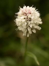 Attēlu rezultāti vaicājumam “Bistorta major flower”