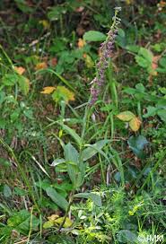Attēlu rezultāti vaicājumam “Epipactis atrorubens bud”