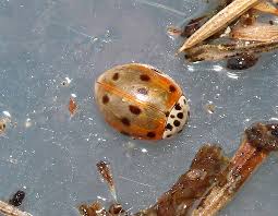 Attēlu rezultāti vaicājumam “Adalia decempunctata”