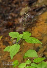 Attēlu rezultāti vaicājumam “Circaea lutetiana”