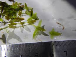 Attēlu rezultāti vaicājumam “Lemna trisulca”