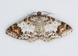 Attēlu rezultāti vaicājumam “Venusia blomeri”