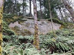 Attēlu rezultāti vaicājumam “Schistidium apocarpum young”