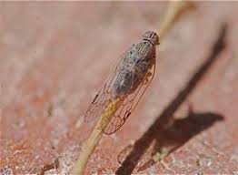 Attēlu rezultāti vaicājumam “Cixiidae”