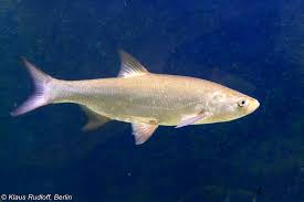 Image result for Aspius aspius