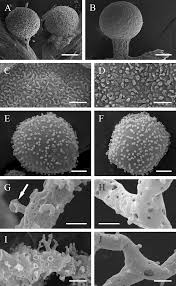 Attēlu rezultāti vaicājumam “Oligonema favogineum sessile”