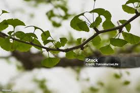 Attēlu rezultāti vaicājumam “Ginkgo biloba male flower”
