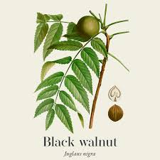 Attēlu rezultāti vaicājumam “Juglans x sinensis fruit”