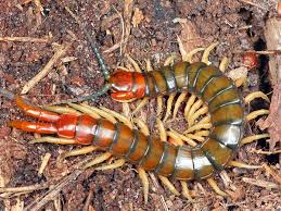 Attēlu rezultāti vaicājumam “Myriapoda”