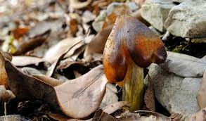 Attēlu rezultāti vaicājumam “Hygrocybe pseudoconica”