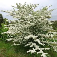 Attēlu rezultāti vaicājumam “Crataegus laevigata”