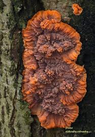 Attēlu rezultāti vaicājumam “Phlebia centrifuga”