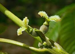 Attēlu rezultāti vaicājumam “Juglans mandshurica female flower”