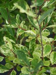 Attēlu rezultāti vaicājumam “Salix cinerea”