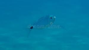 Image result for Oblada melanurus